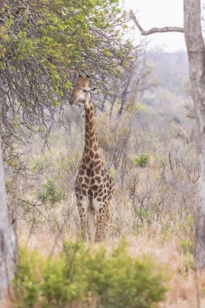 Africa, South Africa Giraffe stands under tree